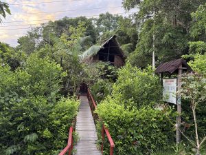 Entrada al Hospedaje Maloka Napü. La imagen muestra un puente peatonal de madera integrado en la selva amazónica, rodeado de arbustos verdes y árboles altos que enmarcan una cabaña rústica de estilo indígena.