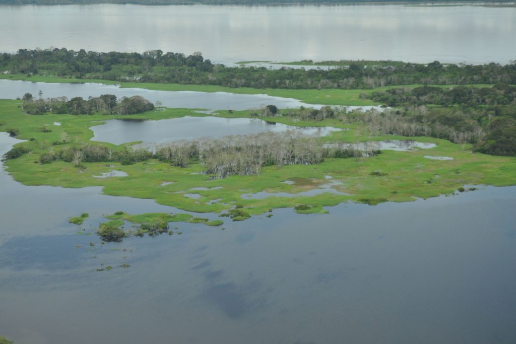 Fotografía aérea de un complejo de humedales en el Amazonas. Se observan diversas lagunas de aguas azules y oscuras interconectadas por amplias alfombras de vegetación acuática verde brillante. En el centro, un grupo de árboles de troncos claros emerge del agua, rodeado de pantanos. Al fondo, el cauce principal de un río ancho se extiende bajo un cielo brumoso.
