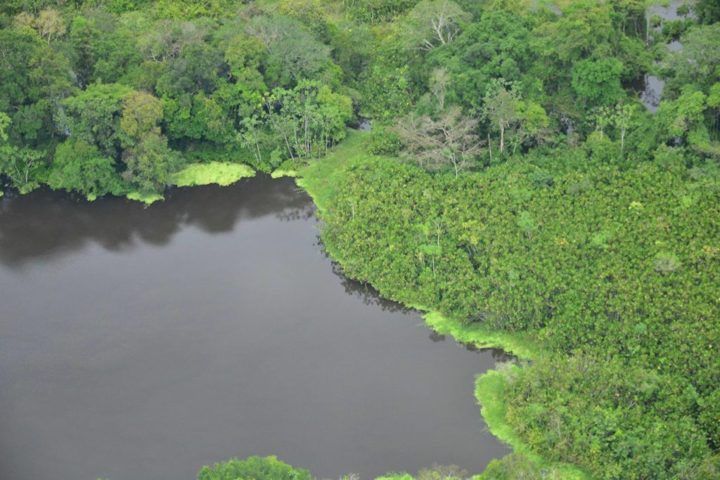 Vista aérea de un cuerpo de agua de color oscuro (aguas negras) que bordea una densa selva inundable. Una franja de vegetación acuática de color verde brillante delimita la orilla, creando un fuerte contraste con el tono profundo del agua. Al fondo se observa la extensión infinita de la copa de los árboles en diferentes tonalidades de verde