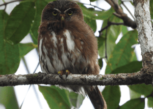Primer plano de un búho pequeño de plumaje café con manchas blancas en el pecho, posado sobre una rama delgada. El ave tiene ojos amarillos intensos y mira fijamente hacia la cámara. De fondo se observa el follaje verde de los árboles y un cielo claro, capturando al animal en su entorno natural.