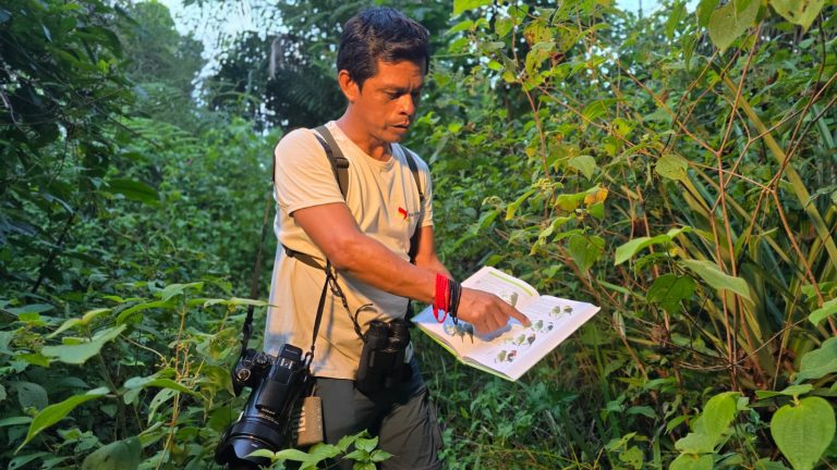 Fotografía de un guía o investigador local en medio de una densa selva tropical. El hombre, que viste una camiseta blanca y lleva binoculares y una cámara profesional colgados al cuello, sostiene una guía de aves abierta y señala con el dedo la ilustración de una especie específica. Está rodeado de abundante vegetación verde y arbustos bajo una luz natural suave. En su muñeca derecha luce pulseras de cuentas rojas y negras, tradicionales de la región. La escena representa una actividad de avistamiento de aves o monitoreo ambiental en Puerto Nariño.