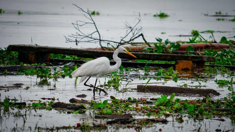 Fotografía de fauna silvestre, Garza blanca, buscando alimento entre la vegetación flotante y troncos a orillas del río Amazonas en Puerto Nariño.