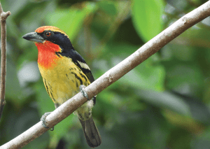 Primer plano de un ave pequeña y colorida, conocida como cabezón o barbudito, posada en una rama delgada. El ave tiene una máscara negra en los ojos, frente naranja, garganta roja brillante y pecho amarillo con finas rayas negras. El fondo es un follaje verde desenfocado que resalta el plumaje vibrante del pájaro.