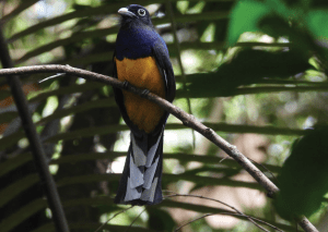 Fotografía de un Trogón posado en una rama delgada. El ave tiene la cabeza y el dorso de un color azul oscuro violáceo con un anillo ocular blanco distintivo. Su pecho y vientre son de un amarillo vibrante y su cola larga presenta un patrón de plumas blancas y negras. El fondo está compuesto por hojas de palmera desenfocadas en tonos verdes.