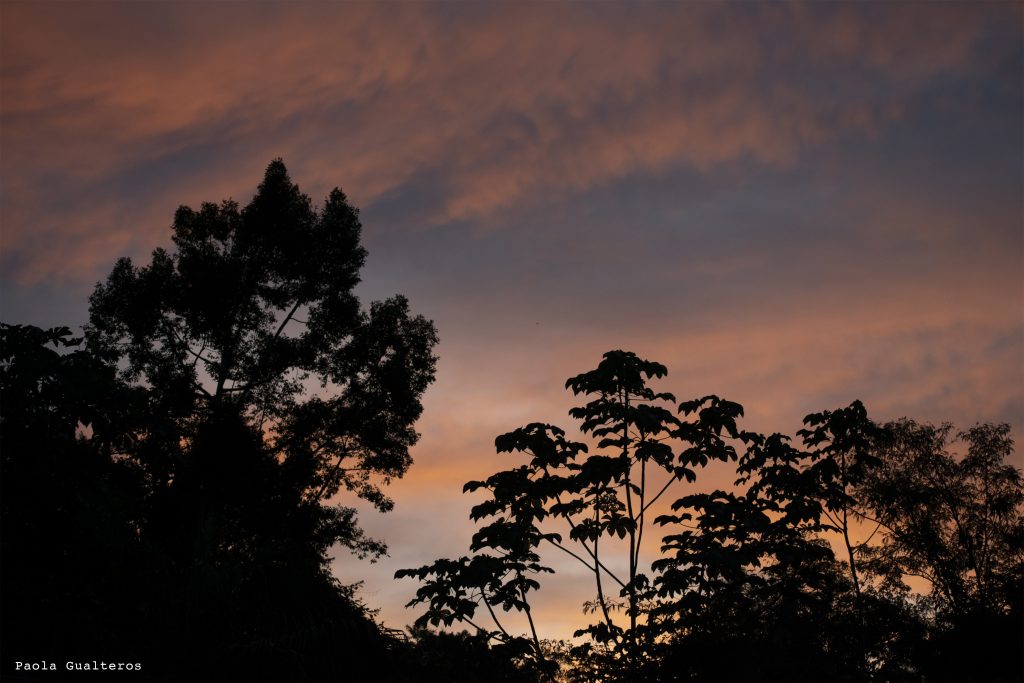 Atardecer de nubes rosadas sobre la densa selva amazónica cerca de Puerto Nariño: silueta de copas de árboles y palmeras contra un cielo colorido. Paisaje de tranquilidad y biodiversidad en el Amazonas colombiano.
