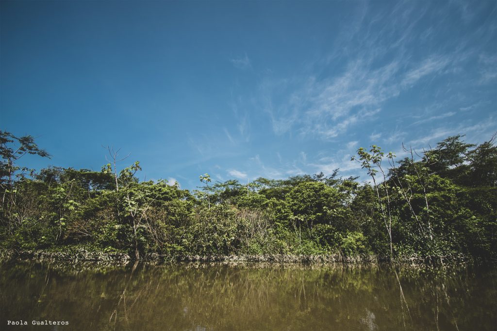 Reflejo de la densa selva tropical en las aguas tranquilas del río Amazonas en Puerto Nariño. Paisaje natural de vegetación ribereña bajo un cielo azul con nubes cirros tenues.