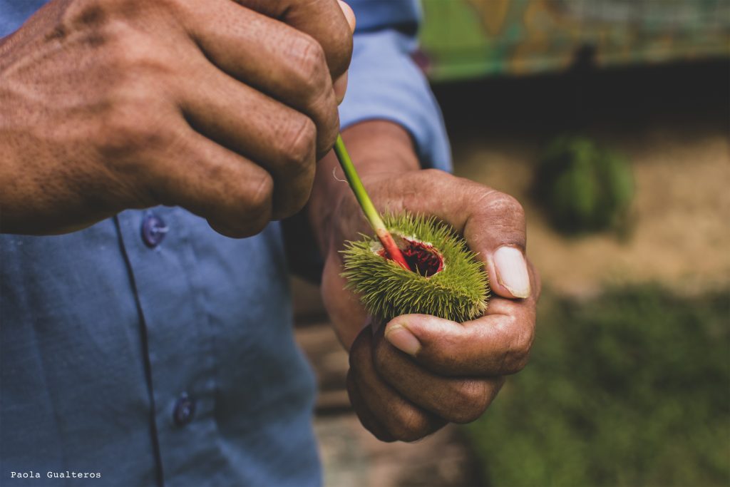 Esta imagen es un detalle fascinante que conecta la naturaleza con las tradiciones culturales de la región. Aquí tienes la propuesta de texto alternativo optimizada: Texto Alternativo (Alt Text) Primer plano de manos sosteniendo un fruto de achiote (Bixa orellana) abierto, extrayendo el pigmento rojo natural con un tallo fino. Fotografía documental sobre tintes naturales y tradiciones botánicas en el Amazonas.
